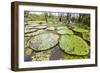 Victoria water lilies (Victoria amazonica), Puerto Miguel, Upper Amazon River Basin, Loreto, Peru-Michael Nolan-Framed Photographic Print