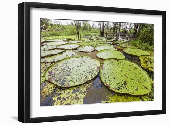 Victoria water lilies (Victoria amazonica), Puerto Miguel, Upper Amazon River Basin, Loreto, Peru-Michael Nolan-Framed Photographic Print