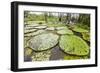 Victoria water lilies (Victoria amazonica), Puerto Miguel, Upper Amazon River Basin, Loreto, Peru-Michael Nolan-Framed Photographic Print