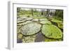 Victoria water lilies (Victoria amazonica), Puerto Miguel, Upper Amazon River Basin, Loreto, Peru-Michael Nolan-Framed Photographic Print