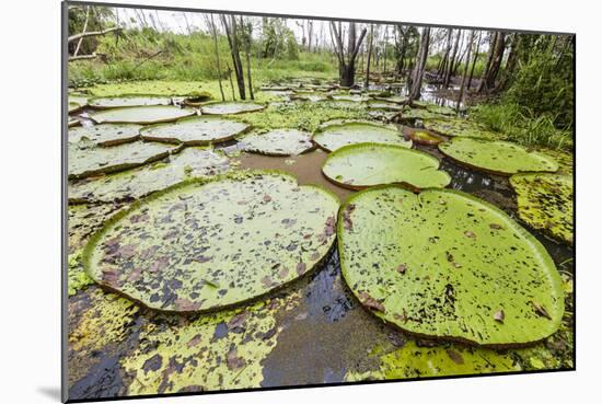 Victoria water lilies (Victoria amazonica), Puerto Miguel, Upper Amazon River Basin, Loreto, Peru-Michael Nolan-Mounted Photographic Print