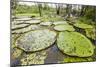 Victoria water lilies (Victoria amazonica), Puerto Miguel, Upper Amazon River Basin, Loreto, Peru-Michael Nolan-Mounted Photographic Print