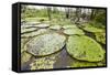 Victoria water lilies (Victoria amazonica), Puerto Miguel, Upper Amazon River Basin, Loreto, Peru-Michael Nolan-Framed Stretched Canvas
