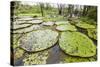 Victoria water lilies (Victoria amazonica), Puerto Miguel, Upper Amazon River Basin, Loreto, Peru-Michael Nolan-Stretched Canvas