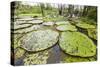 Victoria water lilies (Victoria amazonica), Puerto Miguel, Upper Amazon River Basin, Loreto, Peru-Michael Nolan-Stretched Canvas