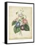 Victorian Bouquet I-Maubert-Framed Stretched Canvas