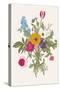Victorian Bouquet. Spring Flowers. Poppy, Anemones, Tulips, Delphinium. Vintage Botanical Illustrat-Olga Korneeva-Stretched Canvas