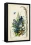 Victorian Butterfly Garden VIII-Vision Studio-Framed Stretched Canvas