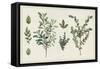 Victorian Garden Chart I-Wild Apple Portfolio-Framed Stretched Canvas