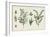 Victorian Garden Chart I-Wild Apple Portfolio-Framed Art Print