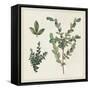 Victorian Garden Chart II-Wild Apple Portfolio-Framed Stretched Canvas