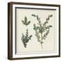 Victorian Garden Chart II-Wild Apple Portfolio-Framed Art Print