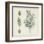 Victorian Garden Chart III-Wild Apple Portfolio-Framed Art Print