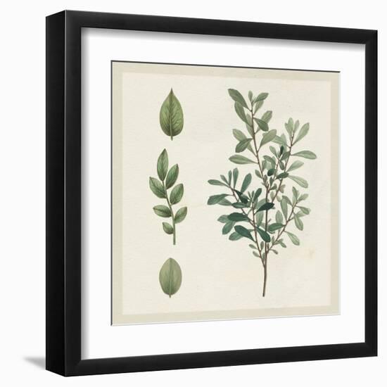 Victorian Garden Chart III-Wild Apple Portfolio-Framed Art Print