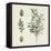 Victorian Garden Chart III-Wild Apple Portfolio-Framed Stretched Canvas