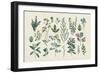 Victorian Garden III-Wild Apple Portfolio-Framed Premium Giclee Print