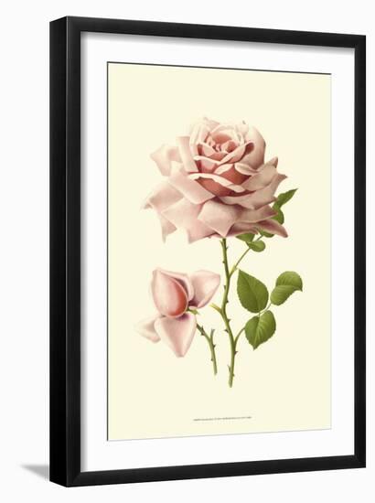 Victorian Rose I-R^ Guillot-Framed Art Print