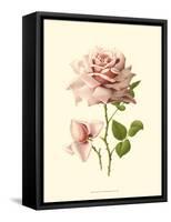 Victorian Rose I-R^ Guillot-Framed Stretched Canvas