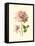 Victorian Rose I-R^ Guillot-Framed Stretched Canvas