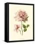 Victorian Rose I-R^ Guillot-Framed Stretched Canvas