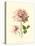 Victorian Rose I-R^ Guillot-Stretched Canvas