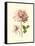 Victorian Rose I-R^ Guillot-Framed Stretched Canvas