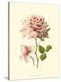 Victorian Rose I-R^ Guillot-Stretched Canvas