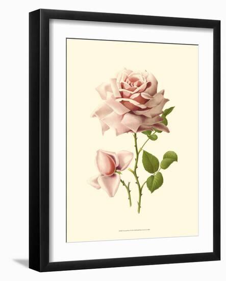 Victorian Rose I-R^ Guillot-Framed Art Print