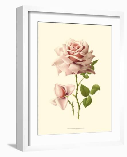 Victorian Rose I-R^ Guillot-Framed Art Print