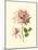 Victorian Rose I-R^ Guillot-Mounted Art Print