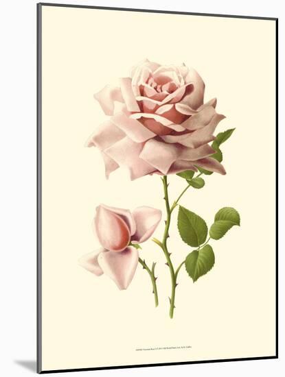 Victorian Rose I-R^ Guillot-Mounted Art Print