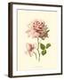 Victorian Rose I-R^ Guillot-Framed Art Print