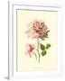 Victorian Rose I-R^ Guillot-Framed Art Print