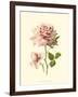 Victorian Rose I-R^ Guillot-Framed Art Print