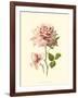 Victorian Rose I-R^ Guillot-Framed Art Print