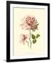 Victorian Rose I-R^ Guillot-Framed Art Print