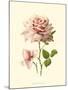 Victorian Rose I-R^ Guillot-Mounted Art Print