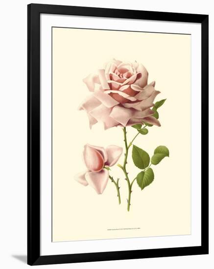 Victorian Rose I-R^ Guillot-Framed Art Print