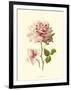 Victorian Rose I-R^ Guillot-Framed Art Print