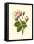 Victorian Rose II-R^ Guillot-Framed Stretched Canvas