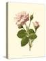 Victorian Rose II-R^ Guillot-Stretched Canvas
