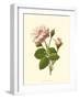 Victorian Rose II-R^ Guillot-Framed Art Print