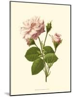 Victorian Rose II-R^ Guillot-Mounted Art Print