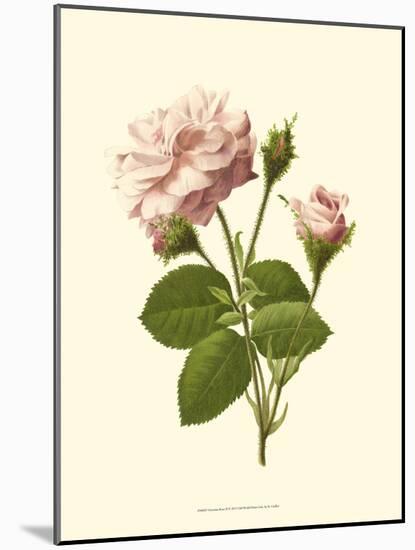 Victorian Rose II-R^ Guillot-Mounted Art Print