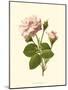 Victorian Rose II-R^ Guillot-Mounted Art Print