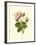 Victorian Rose II-R^ Guillot-Framed Art Print