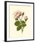 Victorian Rose II-R^ Guillot-Framed Art Print