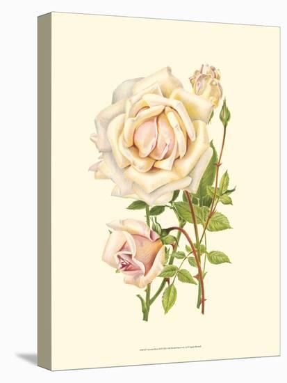 Victorian Rose III-P^ Seguin-Bertault-Stretched Canvas