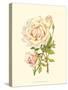 Victorian Rose III-P^ Seguin-Bertault-Stretched Canvas