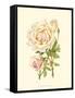 Victorian Rose III-P^ Seguin-Bertault-Framed Stretched Canvas